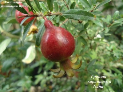 Punica granatum Nana2